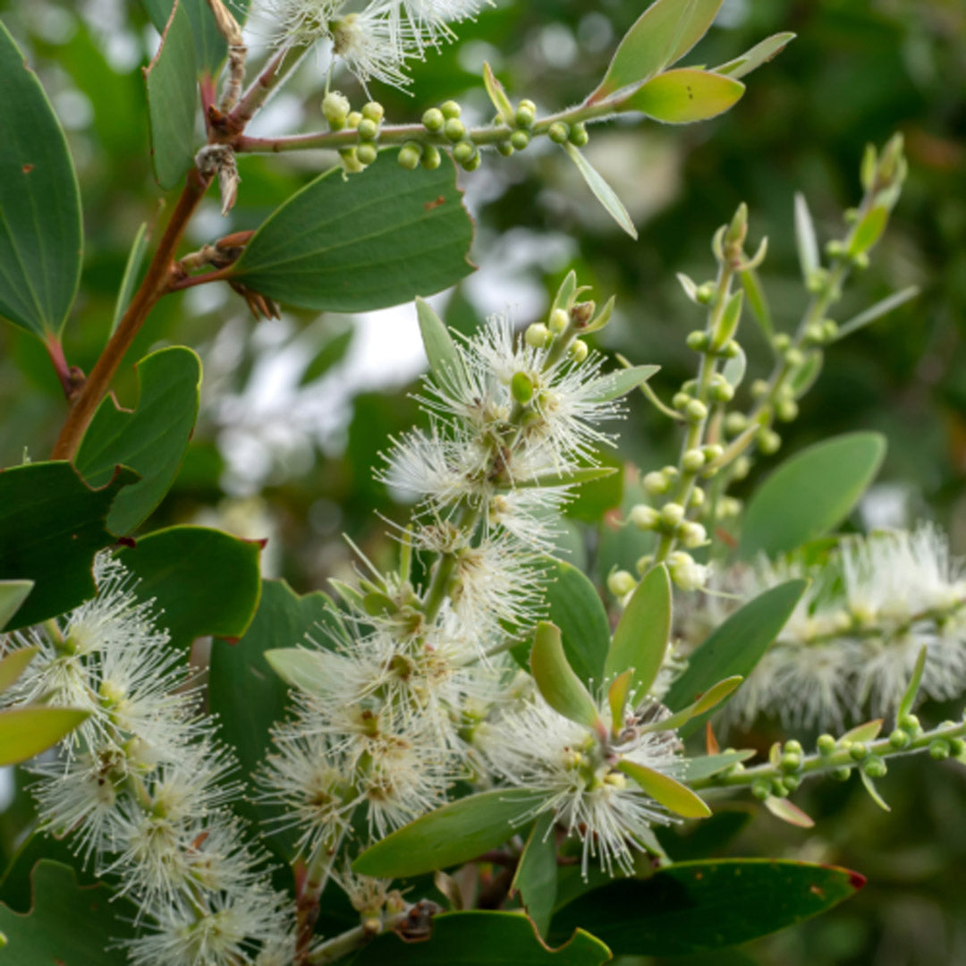 transform your skin with australian botanicals. – Organic Ministry Skincare